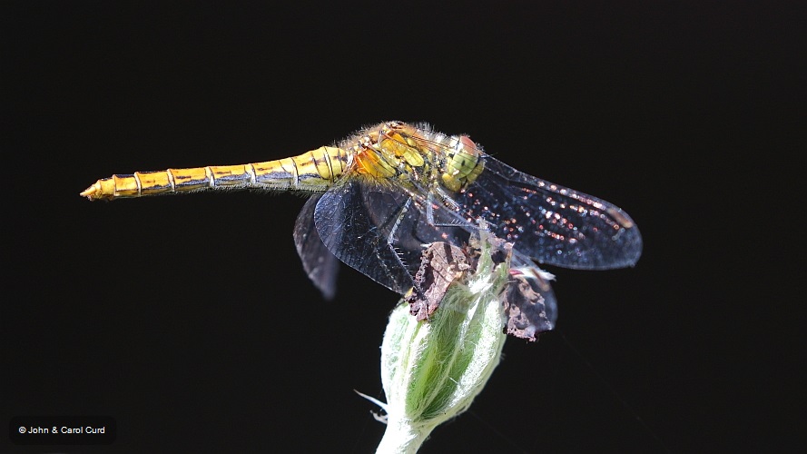 J16_2272 Sympetrum sanguineum female.JPG